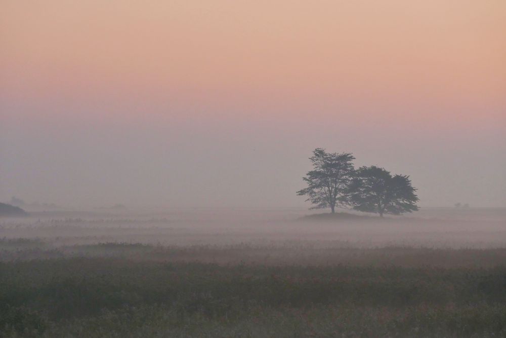 Morgen - Nebel