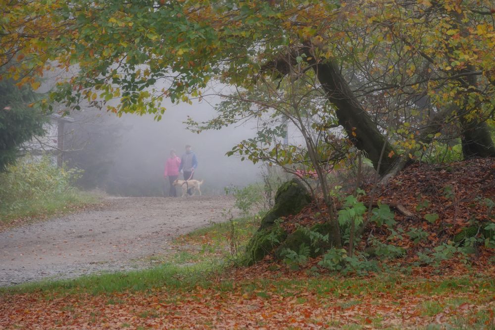 Morgen - Nebel