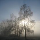 Morgen-Nebel II