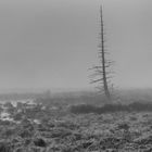 Morgen-Nebel im Moor