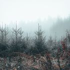 Morgen-Nebel im Wald