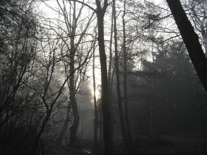 Morgen, Nebel, Sonne...Frühling?