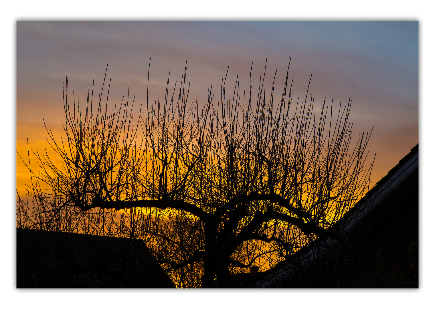 Morgen Rot Baum