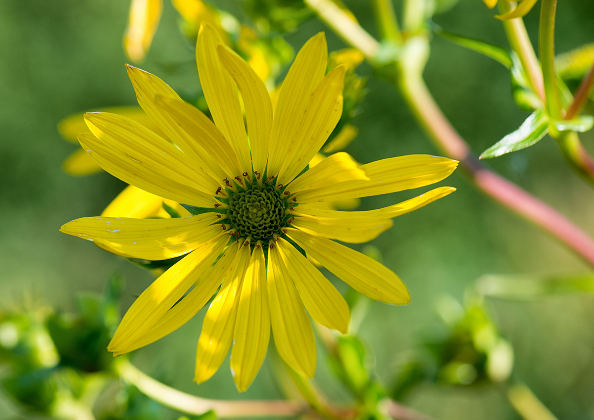 morgen-scheint-wieder-die-Sonne-Blümchen