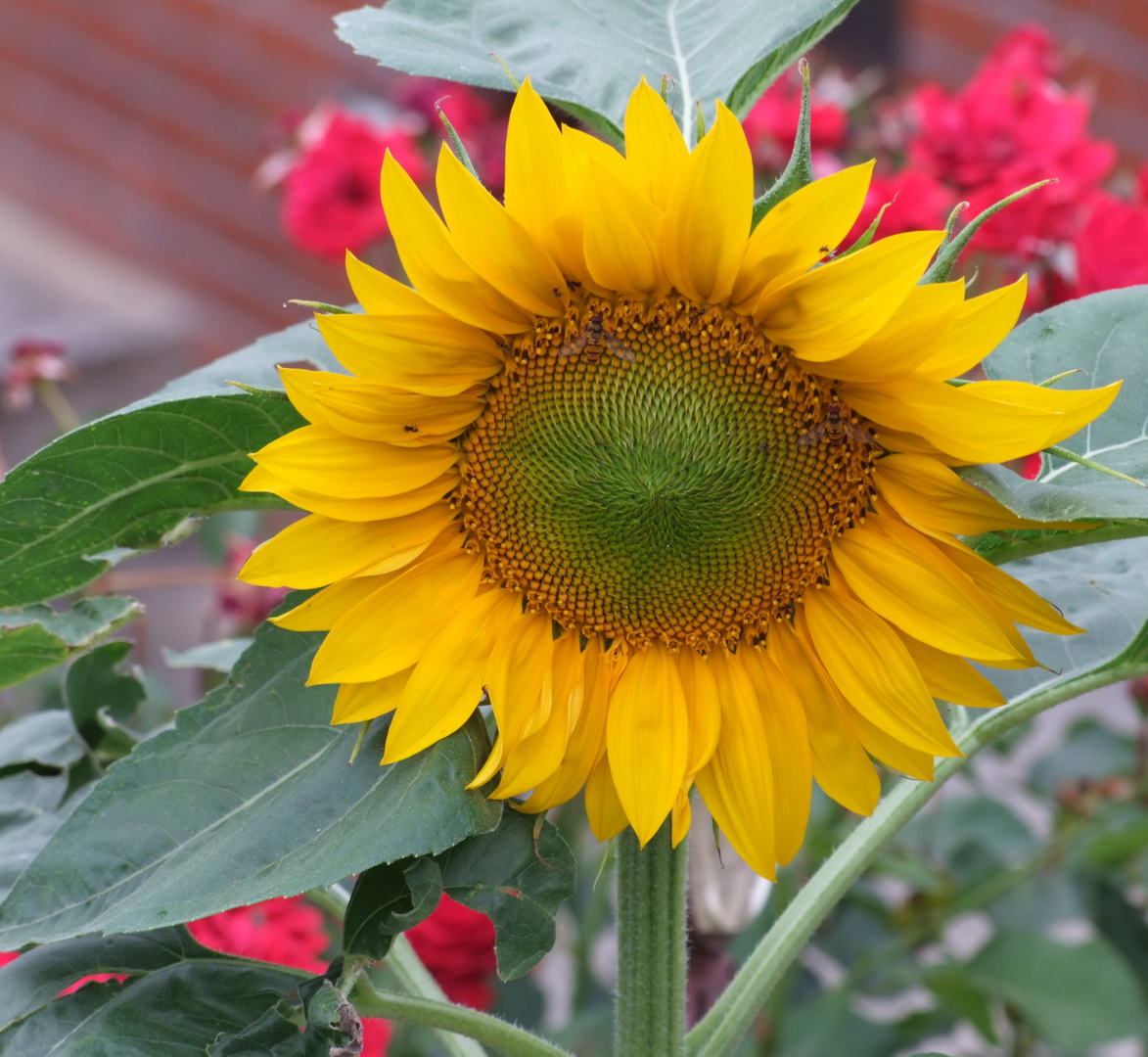 Morgen soll die Sonne scheinen.