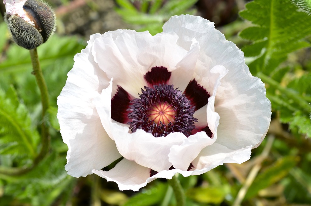 * Morgen soll ein heißer Mohn-Tag werden *