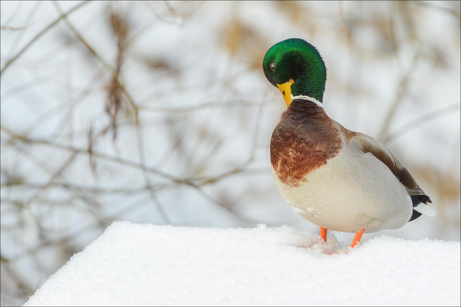 Morgen-Toilette im Schnee