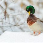 Morgen-Toilette im Schnee