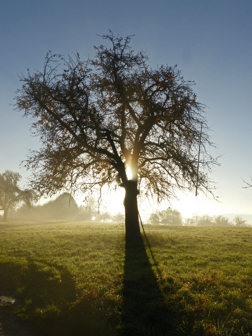 Morgen- und Gegenlicht