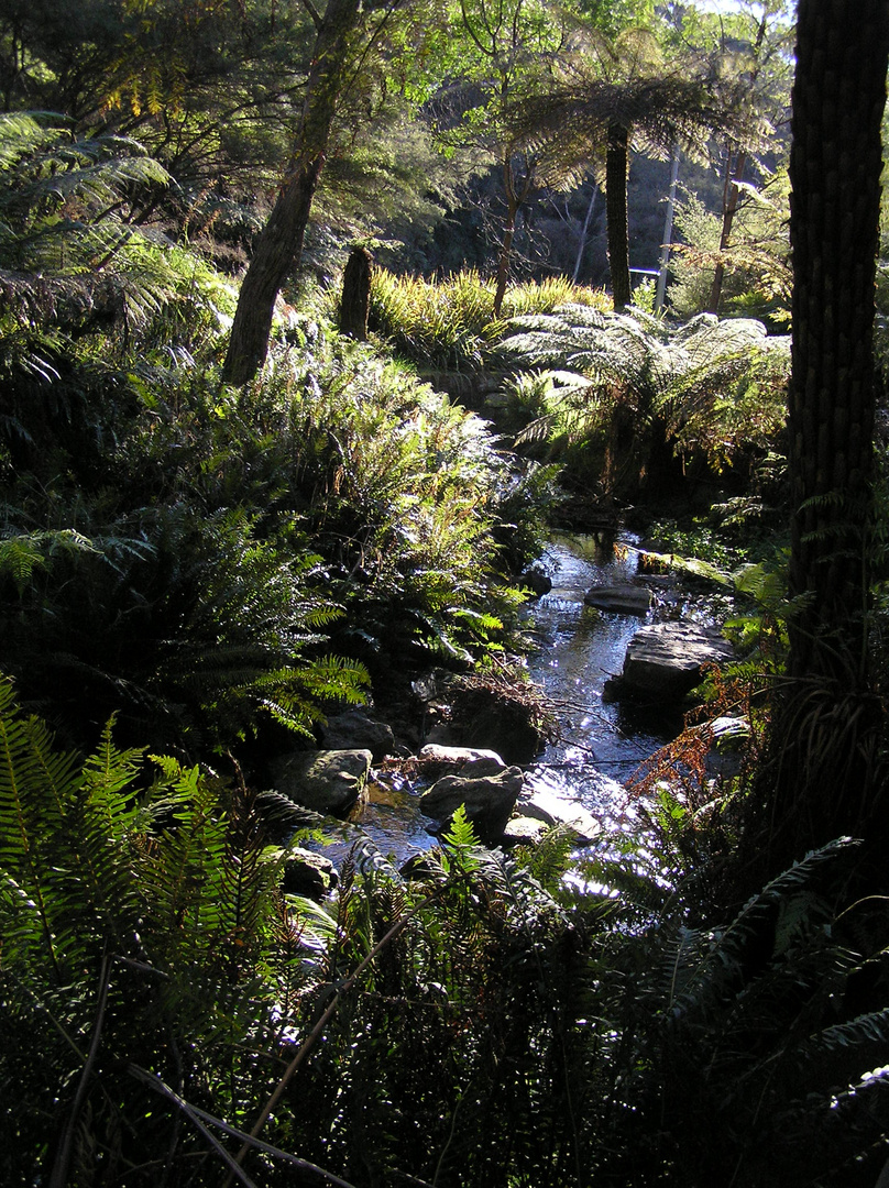 Morgen Wanderung im verborgenen Wald