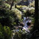 Morgen Wanderung im verborgenen Wald