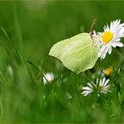 Morgen wird gemäht........................ schnelll noch einmal naschen