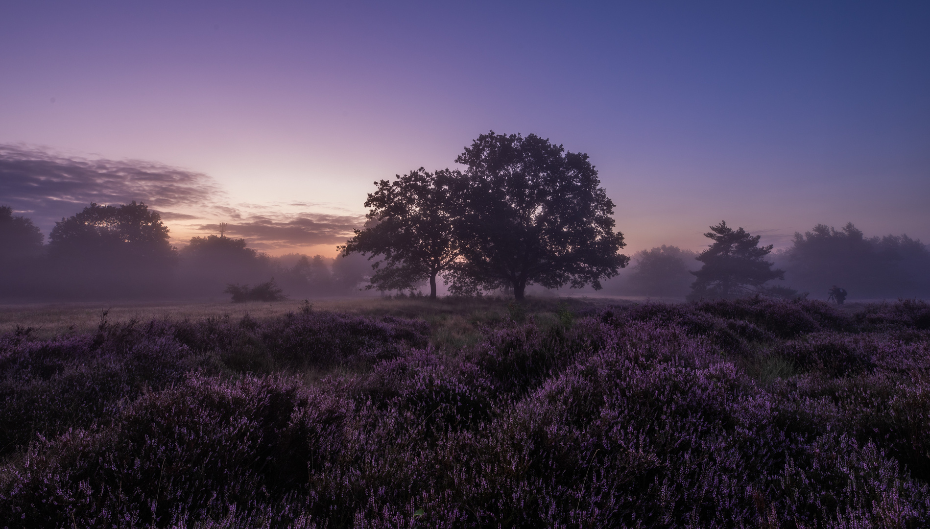 Morgenanbruch in der Mehlinger Heide