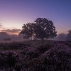 Morgenanbruch in der Mehlinger Heide