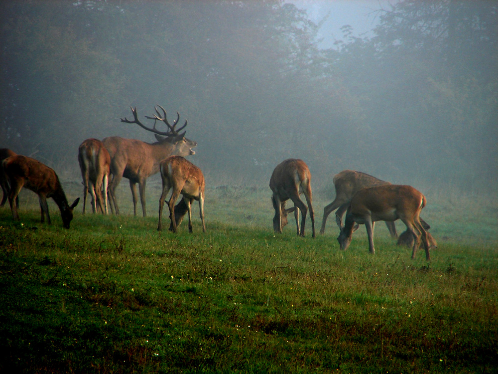 Morgenansitz bei der Brunft 2009, der Nebel lichtet sich