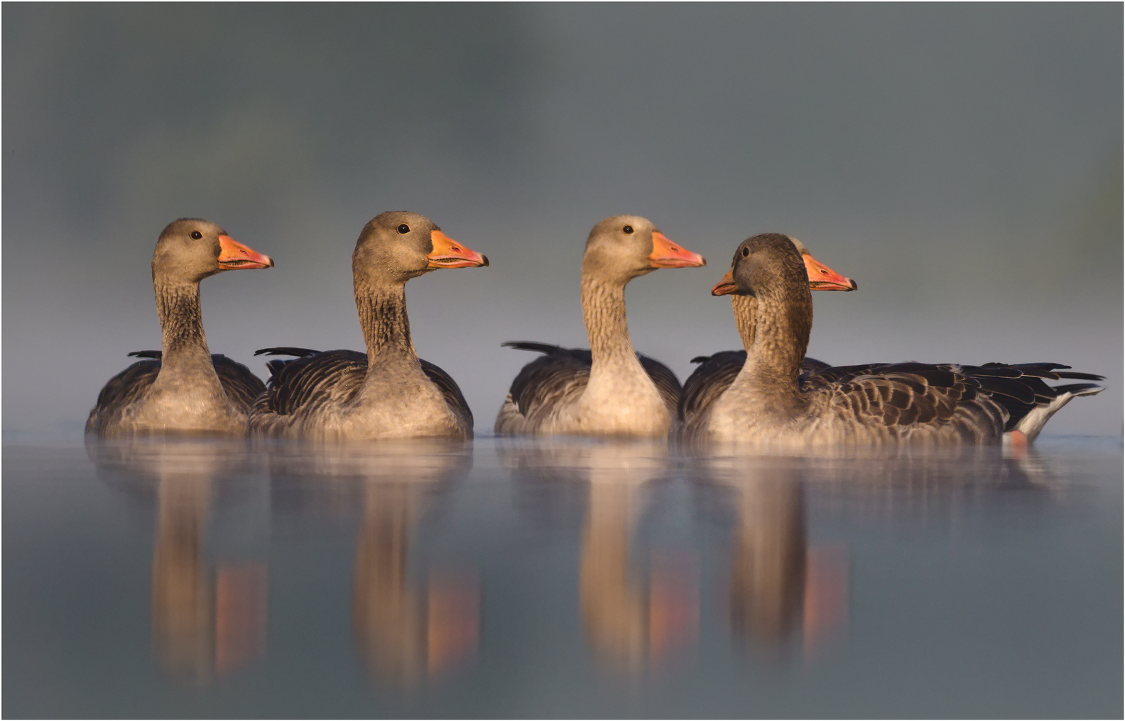 Morgenappell in der Gänsewelt?