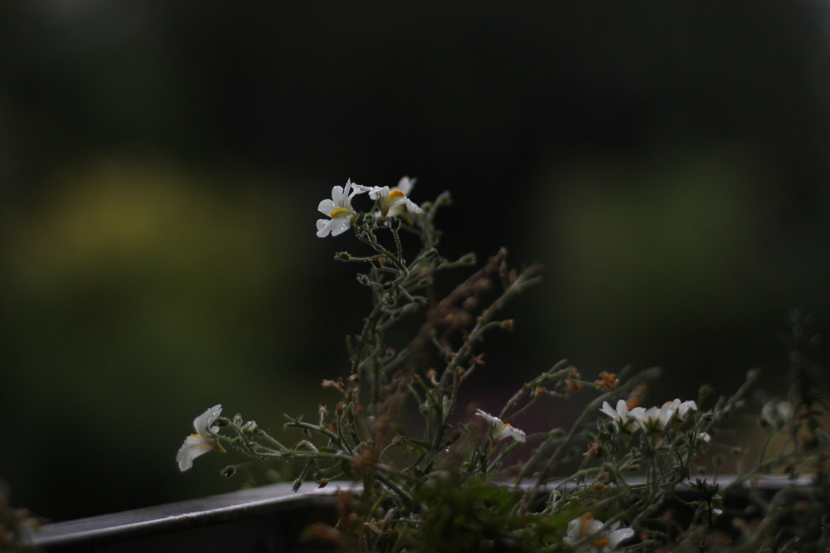 Morgenau auf weißer Blüte