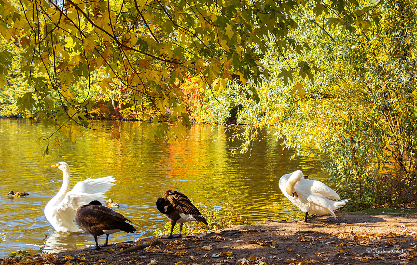 Morgenbad im Berliner Tiergarten