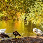 Morgenbad im Berliner Tiergarten