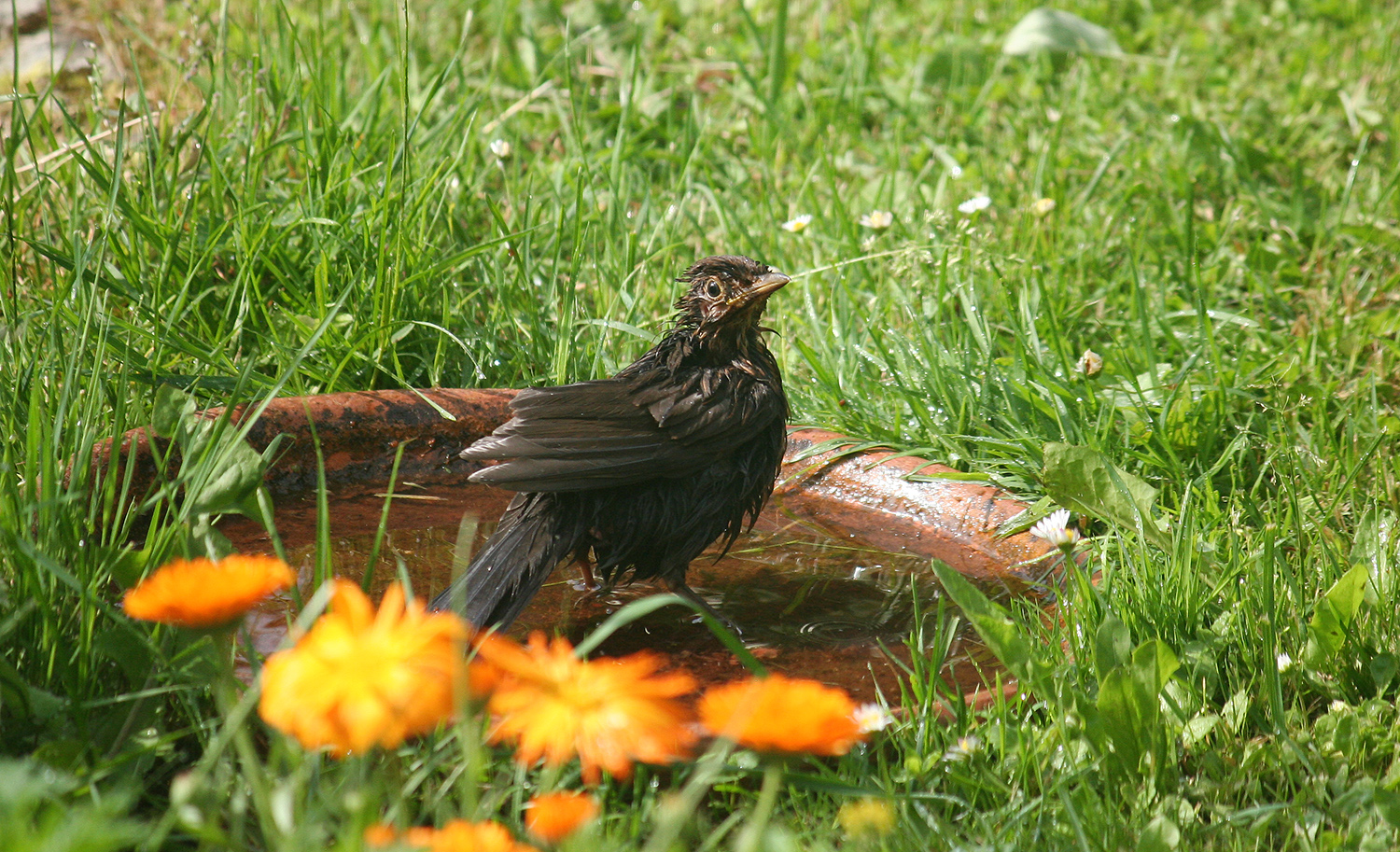 Morgenbad im Garten