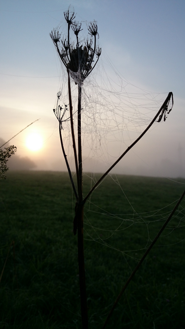 Morgenbegegnung