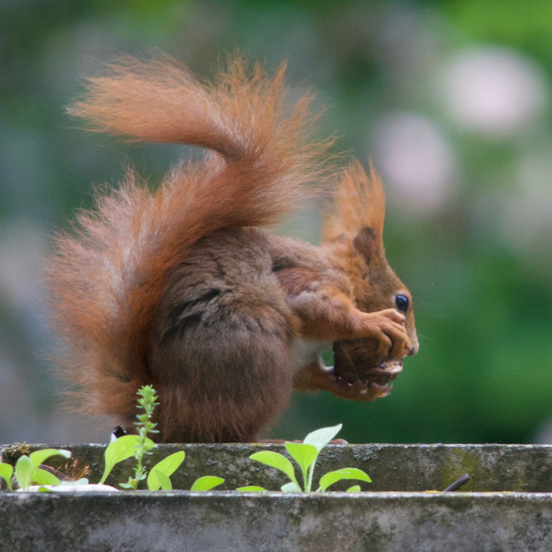 Morgenbesuch