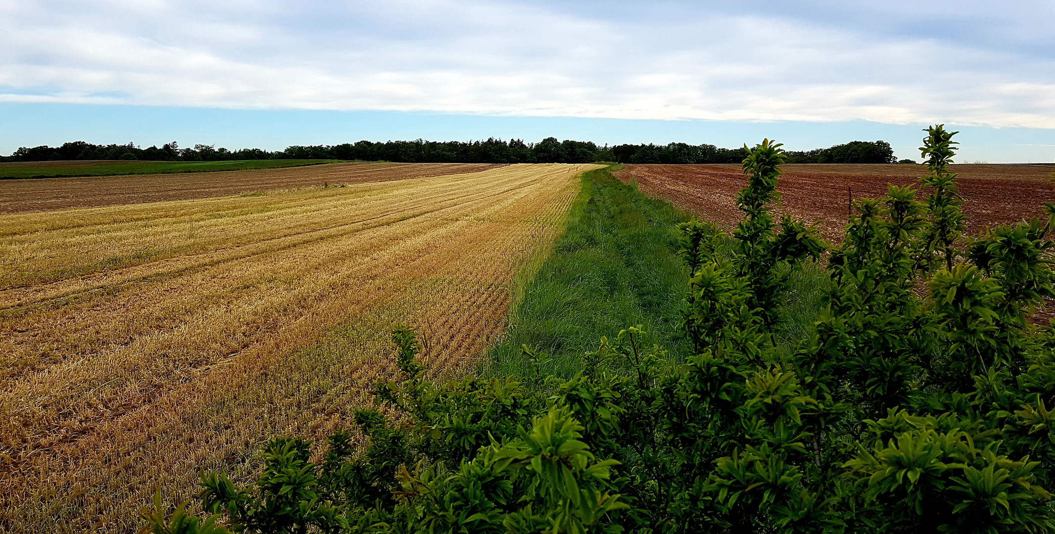 "MORGENBILD"