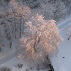 Morgenblick aus dem Fenster