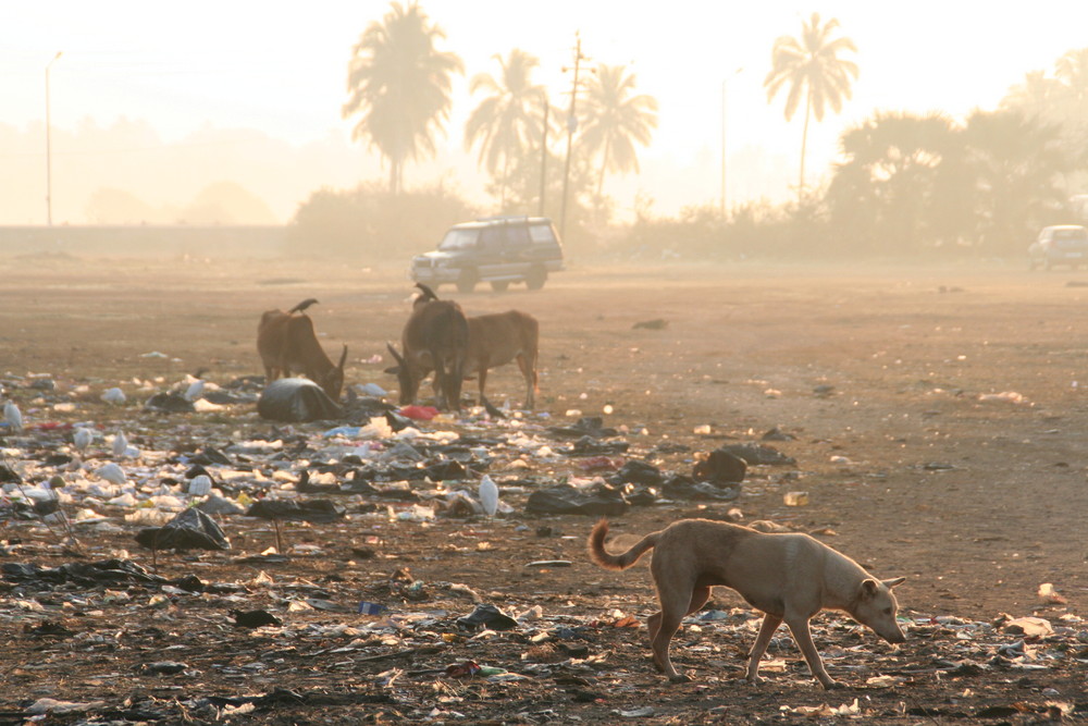 Morgenblick in Goa, Indien