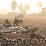 Morgenblick in Goa, Indien