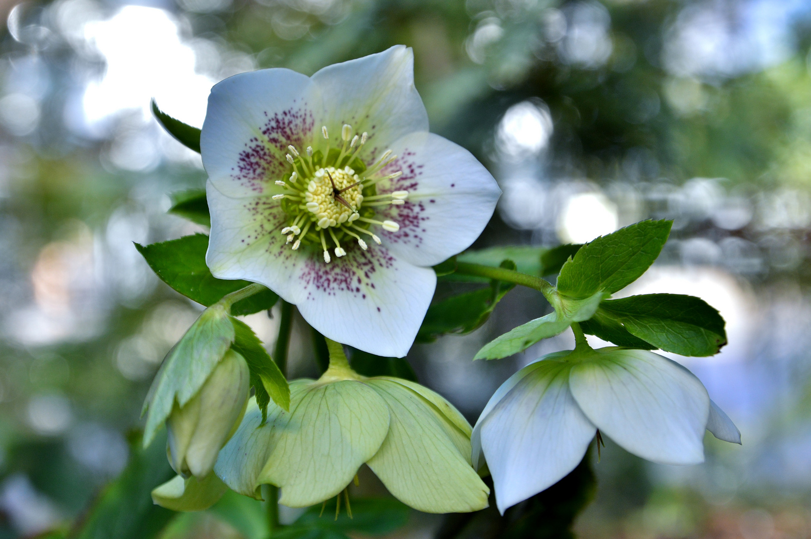 Morgenblüte