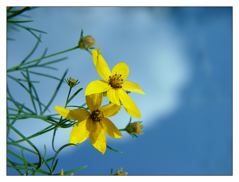 Morgenblüte >mit Spiegeltrick