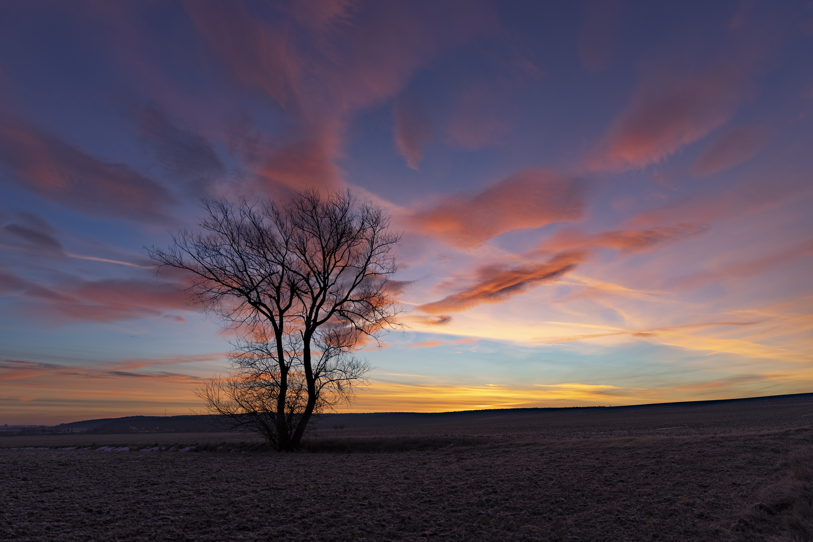 Morgendämerung mit Baum