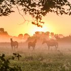 Morgendämmerung