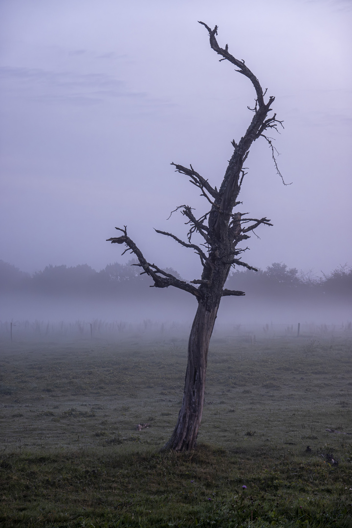 Morgendämmerung