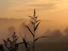 Morgendämmerung