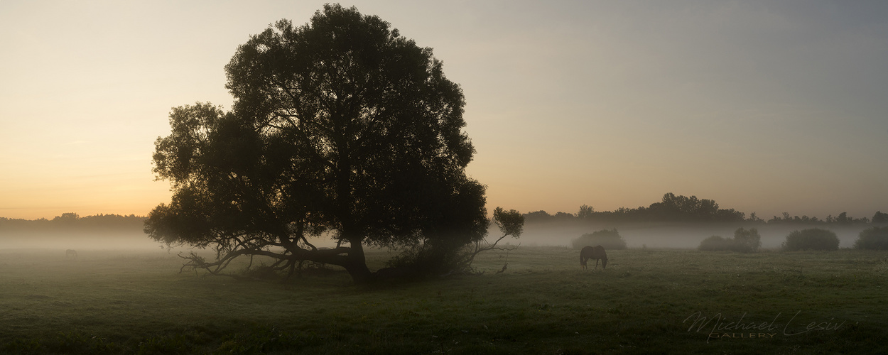 Morgendämmerung auf einer Wiese im Nebel