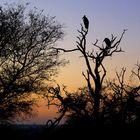 Morgendämmerung - Die Wildnis erwacht