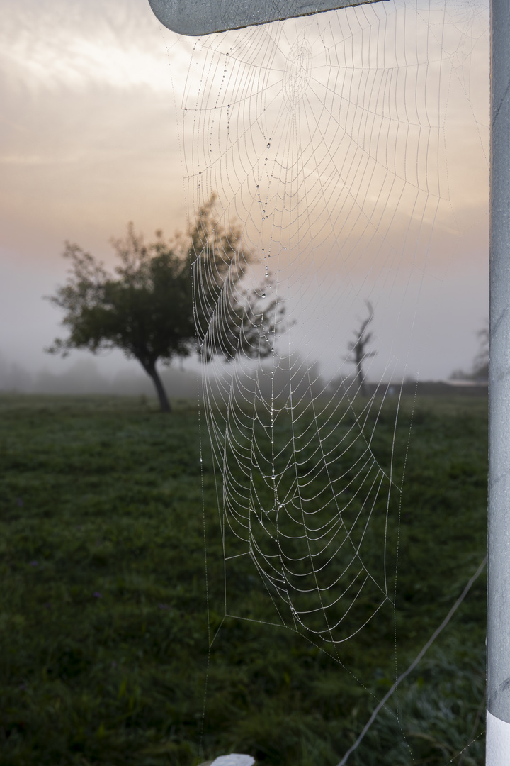 Morgendämmerung