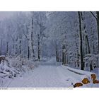 MORGENDÄMMERUNG IM EISWALD