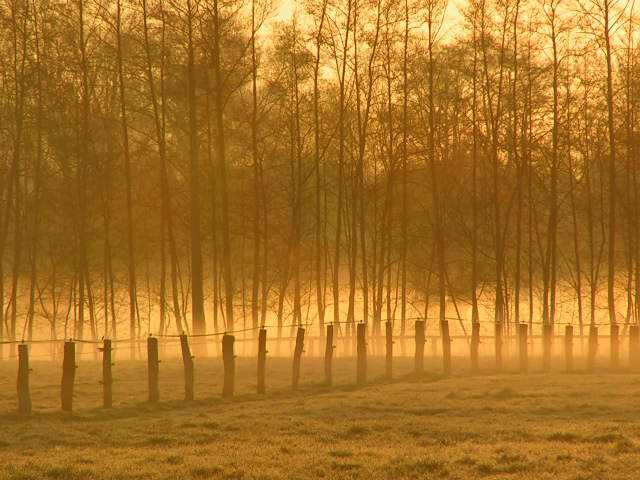 Morgendämmerung im Gestüt Neustadt/Dosse