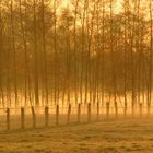 Morgendämmerung im Gestüt Neustadt/Dosse