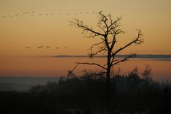 Morgendämmerung im Moor