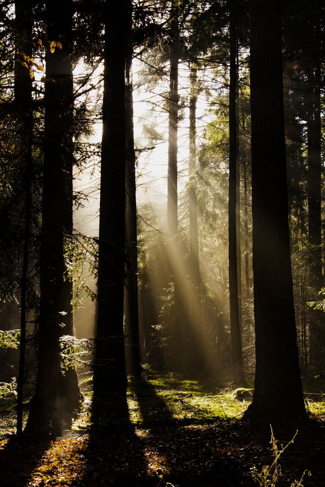 Morgendämmerung im Wald