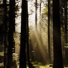 Morgendämmerung im Wald