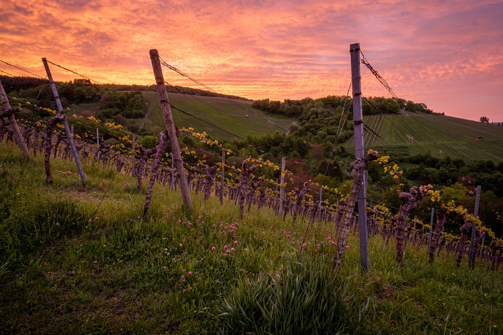 Morgendämmerung im Weinberg