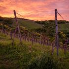 Morgendämmerung im Weinberg