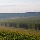 Morgendämmerung in der Hallertau