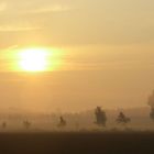 Morgendämmerung in der Heide