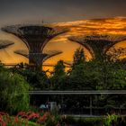 Morgendlicer Spaziergang in Gardens by the Bay (I)